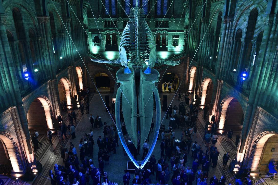 © The Trustees of the Natural History Museum, London